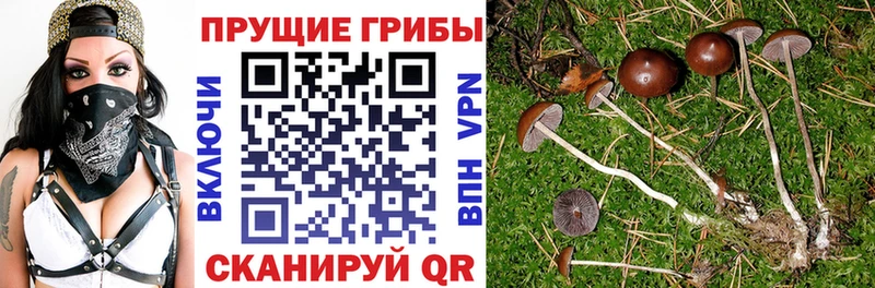 Псилоцибиновые грибы Psilocybine cubensis  Рославль 